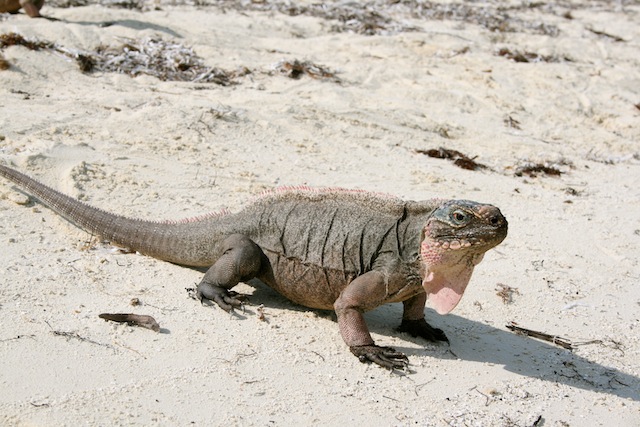 Iguanas