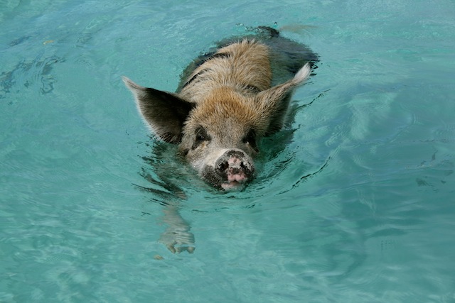 Swimming pigs 1