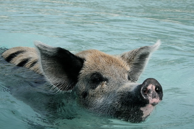 Swimming pigs 2 