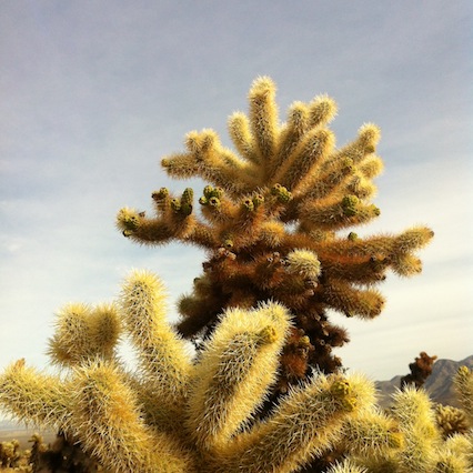 JoshuaTreeChollaCactus