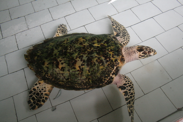 TurtleRehab2
