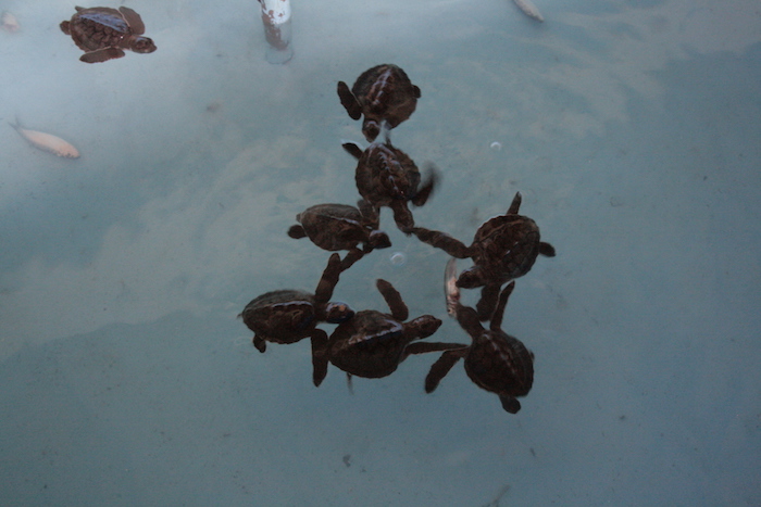 TurtleRehab3