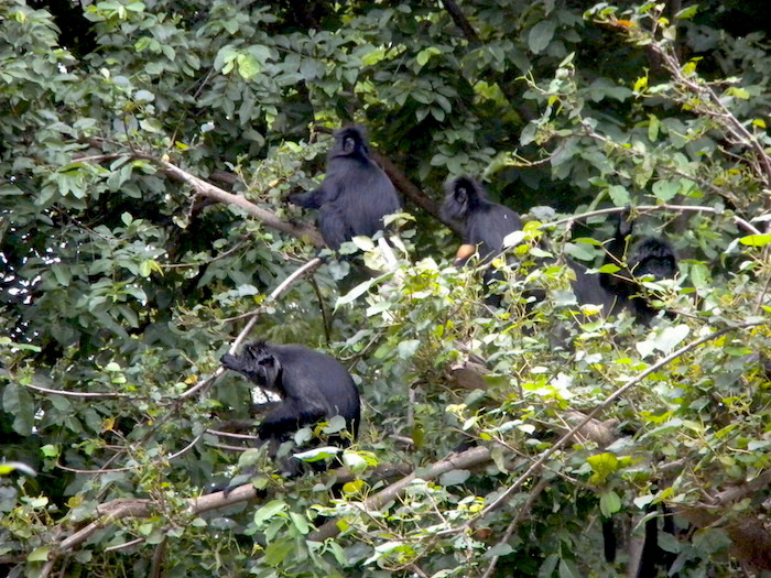 V_Langurs