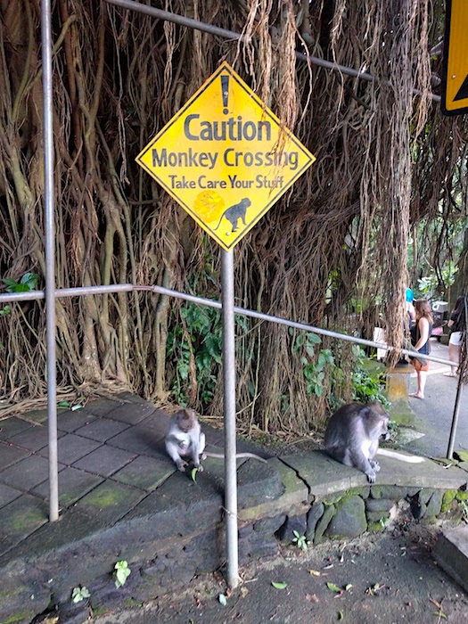 Ubud_MonkeyCrossing1