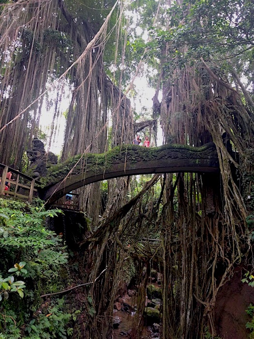 Ubud_MonkeyForest2