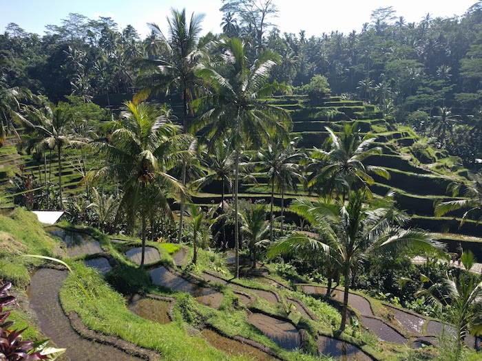 Ubud_RiceFields