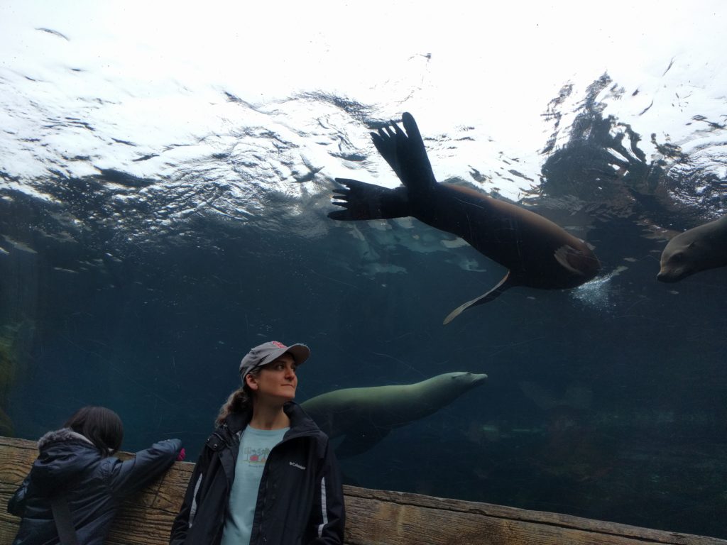 Sea lions at the zoo