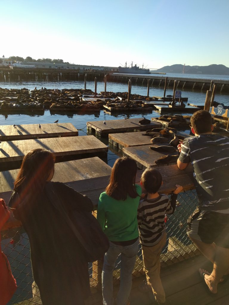 Pier 39 seals