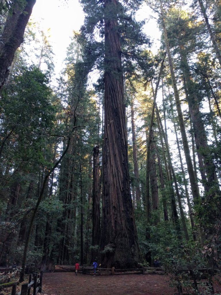 huge coast redwoods