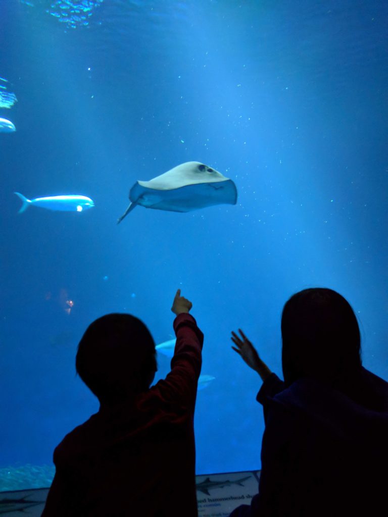 ocean tank at monterey bay aquarium