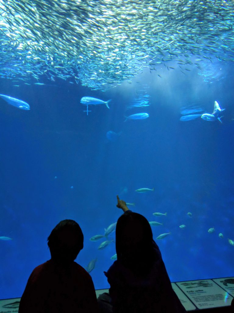 more fish in ocean tank