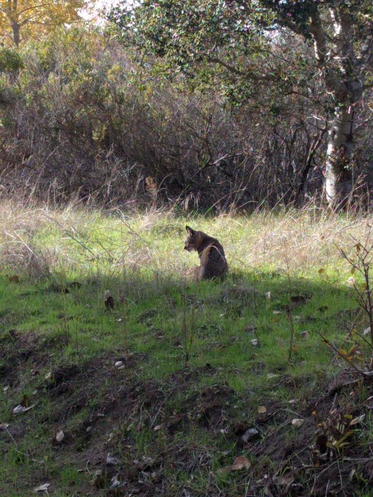bobcat on the trail