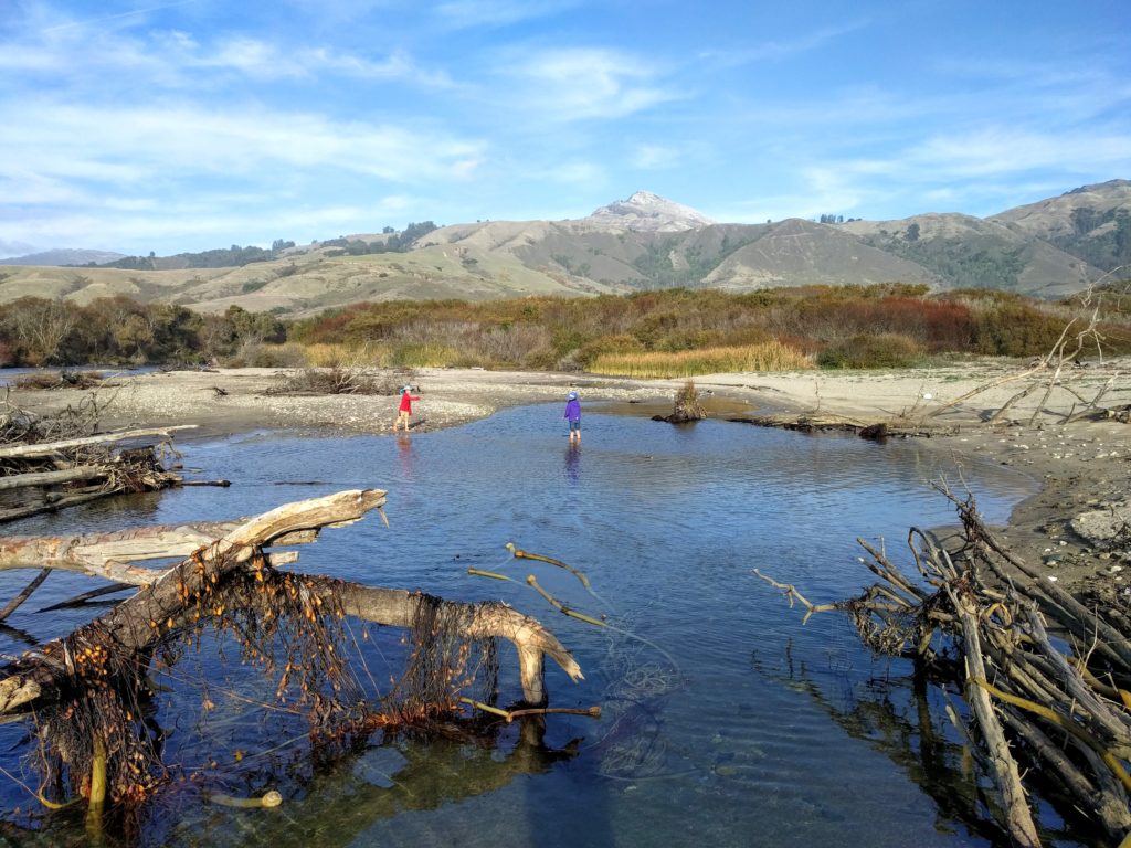 playing in the brackish water