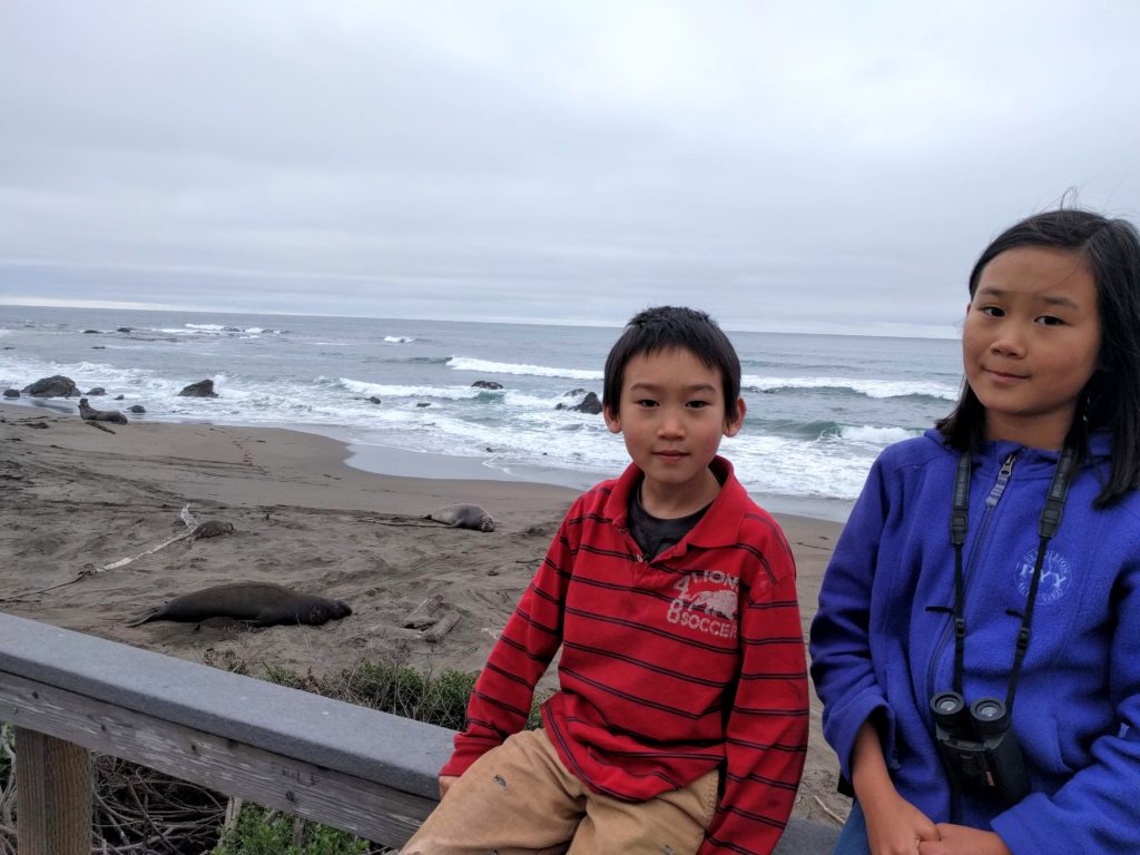 elephant seals