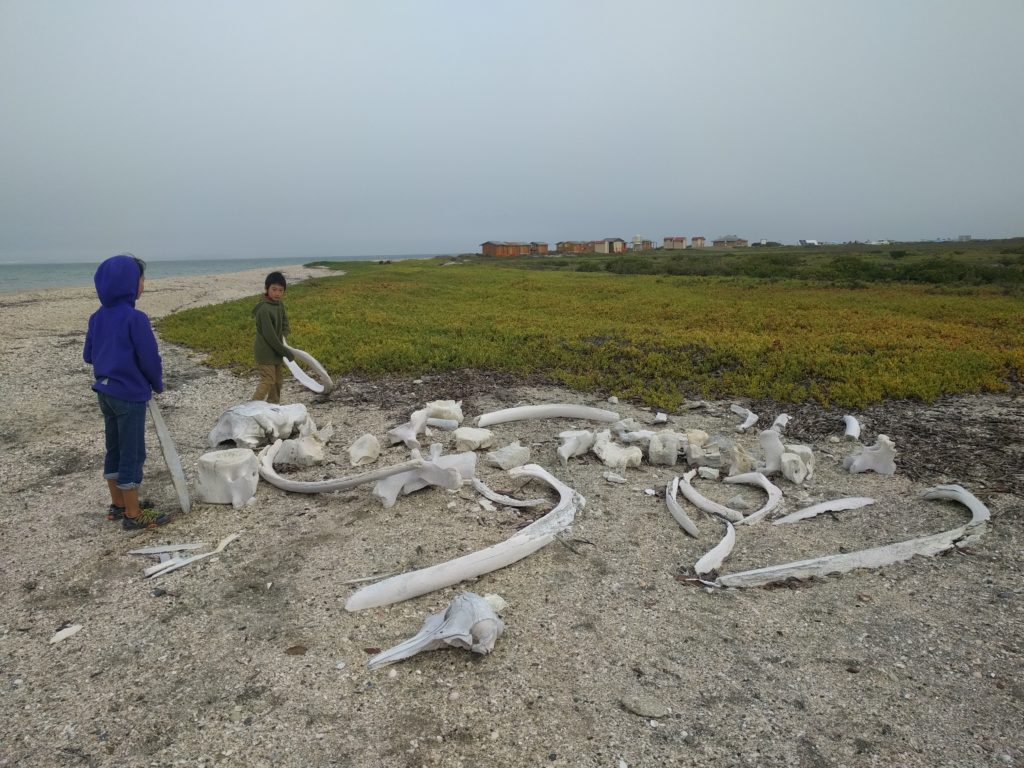 Whale bones near Laguna San Ignacio