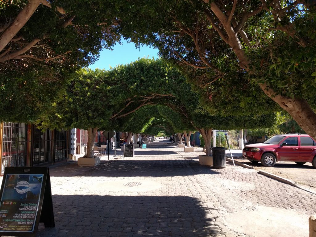 Tree lined streets in Loreto. You're not supposed to drive on the street, Oh well.