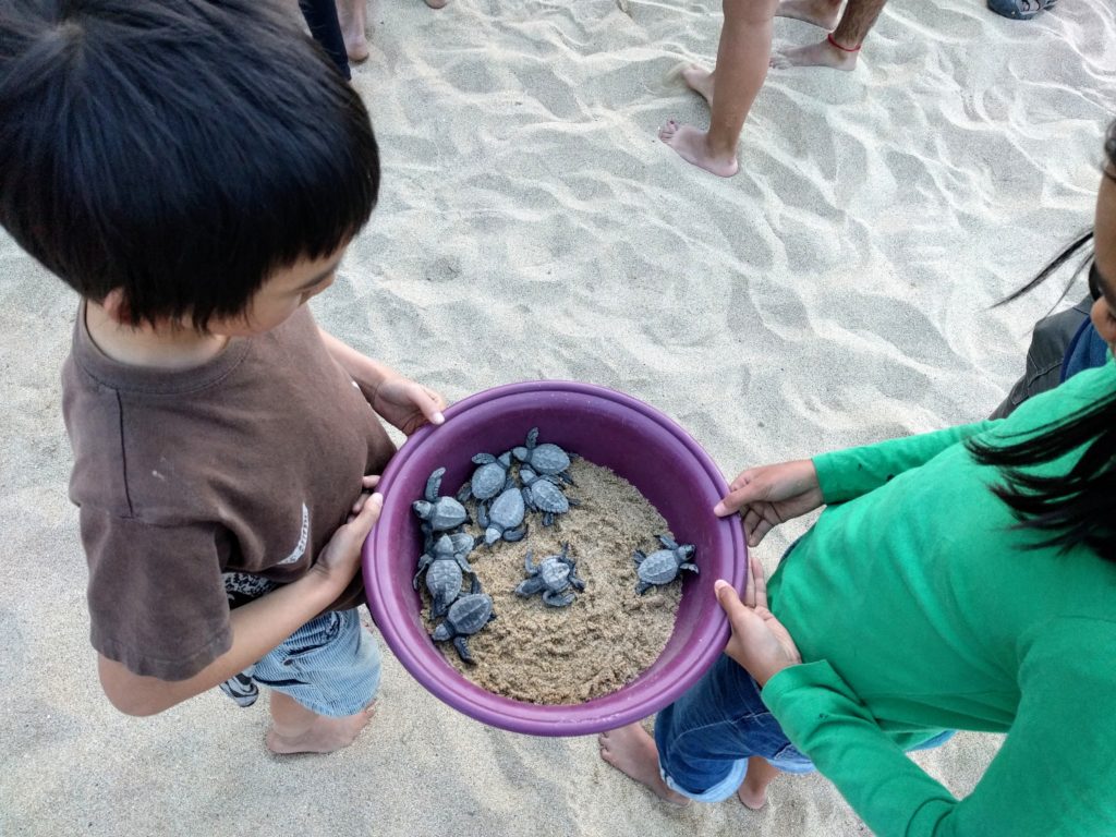 Baby sea turtles. So cute.